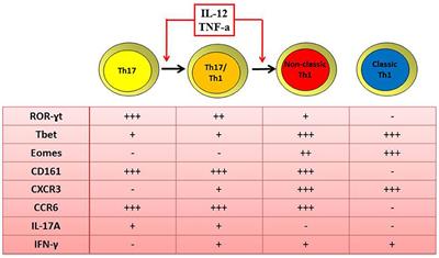 Th17 and Th1 Lymphocytes in Oligoarticular Juvenile Idiopathic Arthritis